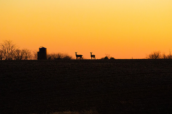 White-tailed Deer Silhouette