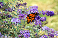 Monarch