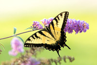 Eastern Tiger Swallowtail