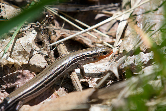 Northern Prairie Skink Lizard