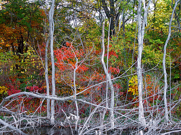 Shoreline Colors