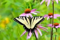 Fabulous Floaters (Butterflies)