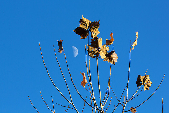 Autumn Moon