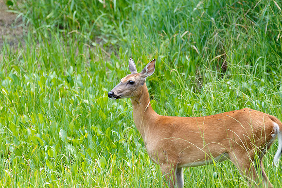 White-tailed Deer