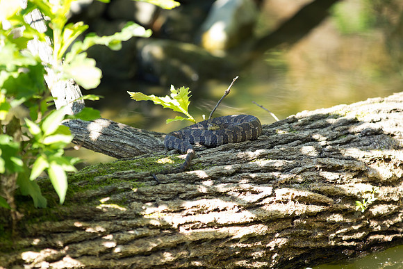 Snake