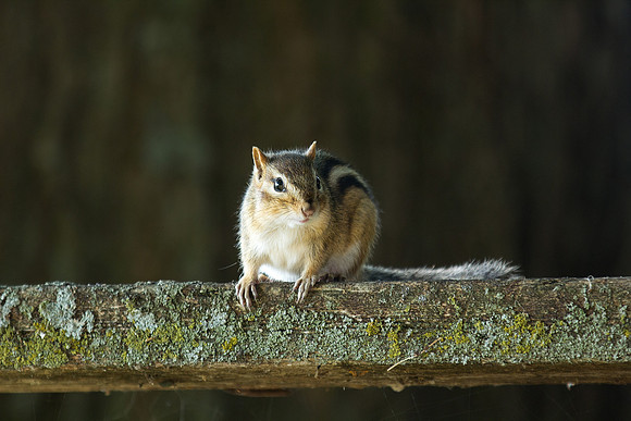 Chippy the Chipmunk