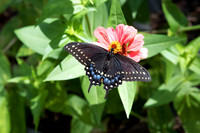 Black Swallowtail