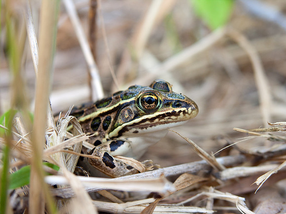 Leapard Frog