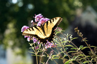 Eastern Tiger Swallowtail