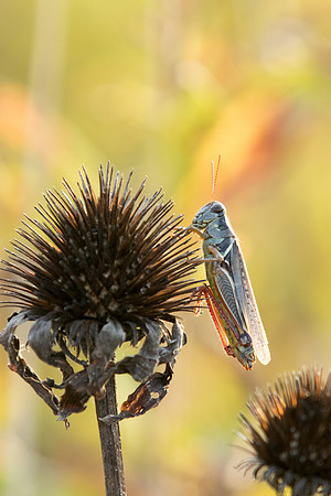 Grasshopper