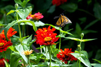 Monarch