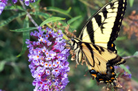 Eastern Tiger Swallowtail