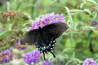 Eastern Tiger Swallowtail (Female)