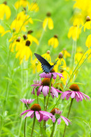 Black Swallowtail