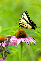 Eastern Tiger Swallowtail (Male)