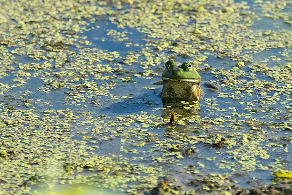 Bullfrog