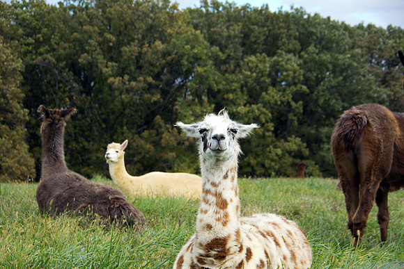 Llama