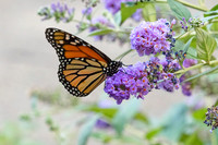 Monarch