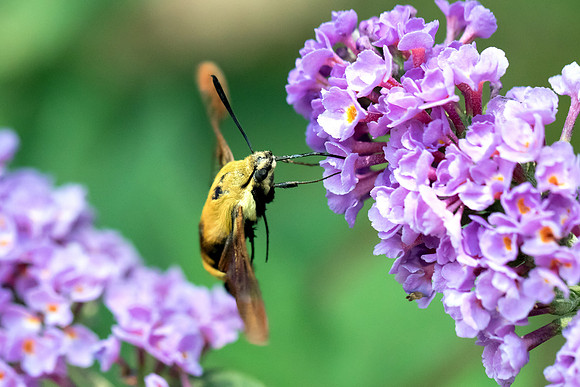 Snowberry Clearwing Hummingbird Moth