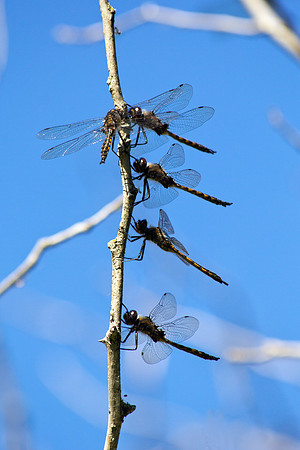 Dragonflies