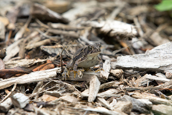 Toad
