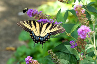 Eastern Tiger Swallowtail