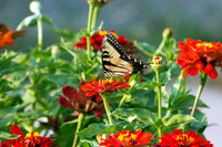 Eastern Tiger Swallowtail