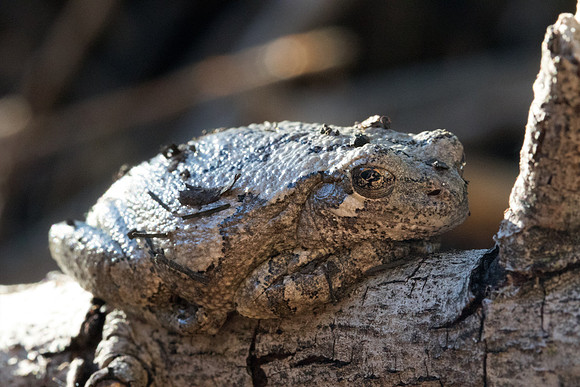Toad