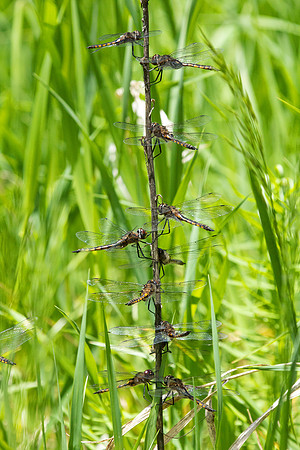 Dragonflies