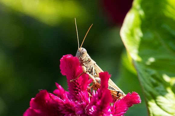 Differential Grasshopper
