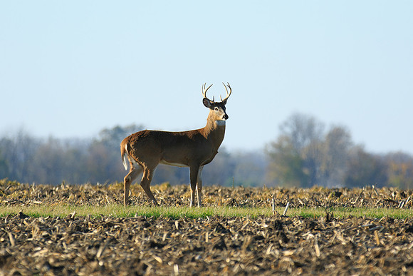Buck