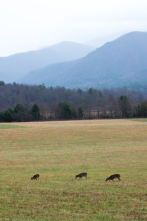 White-tailed Deer