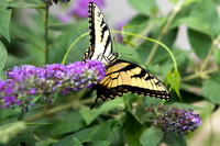 Eastern Tiger Swallowtail