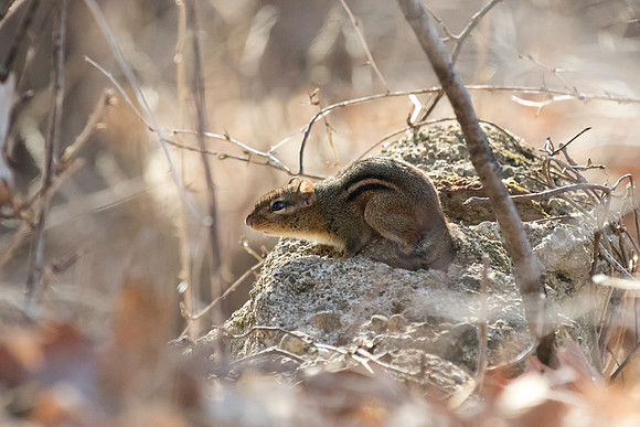 Chipmunk