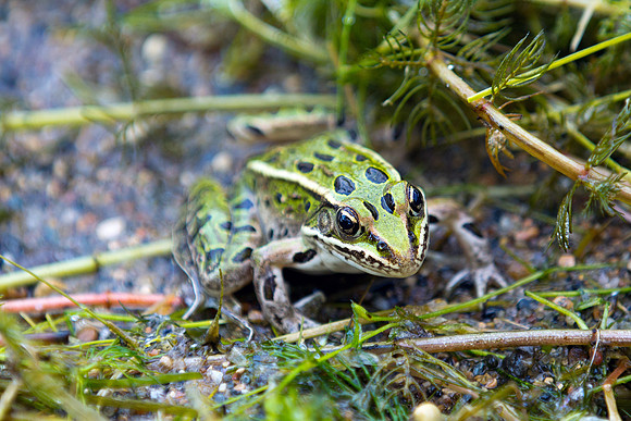 Northern Leopard Frog