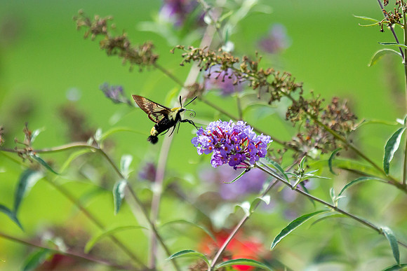 Snowberry Clearwing Hummingbird Moth