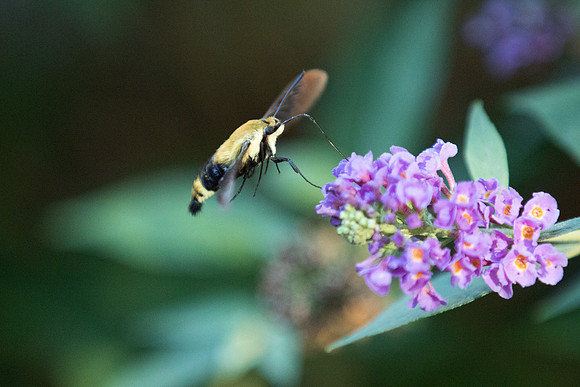 Snowberry Clearwing Hummingbird Moth