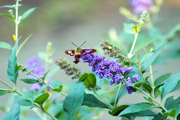 Hummingbird Clearwing Moth