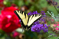 Eastern Tiger Swallowtail