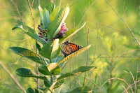 Monarch on Milkweed