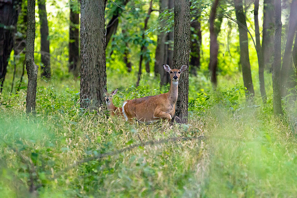 A White-tailed Deer and Fawn