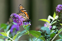 Monarch Butterfly