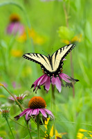Eastern Tiger Swallowtail (Male)