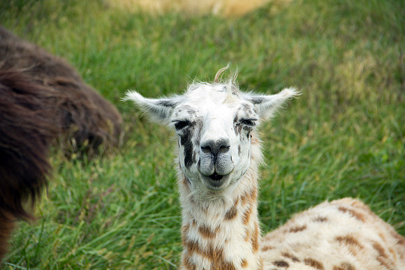 Llama Close-Up