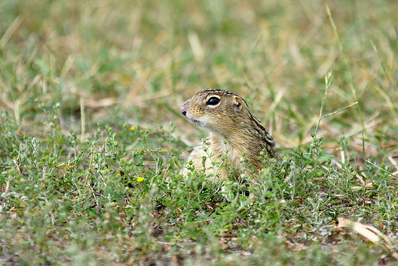 Thirteen-lined Ground Squirrel