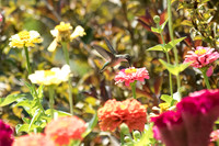 Ruby-throated Hummingbird