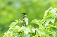 Male Ruby-throated Hummingbird