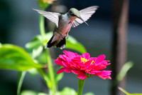 Ruby-throated Hummingbird