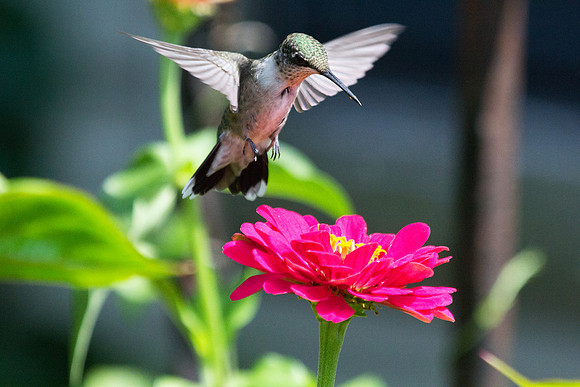 Ruby-throated Hummingbird