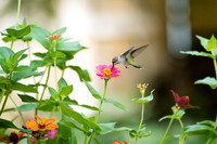 Ruby-throated Hummingbird